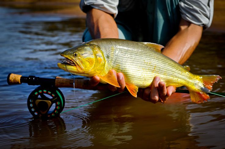 Pesca esportiva passa a ser reconhecida como atividade de interesse econômico em Santa Catarina