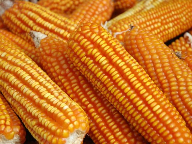 Aplicativo leva informações sobre cigarrinha-do-milho ao alcance dos agricultores