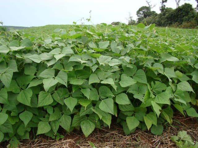 Santa Catarina se destaca na produção de feijão com alta produtividade