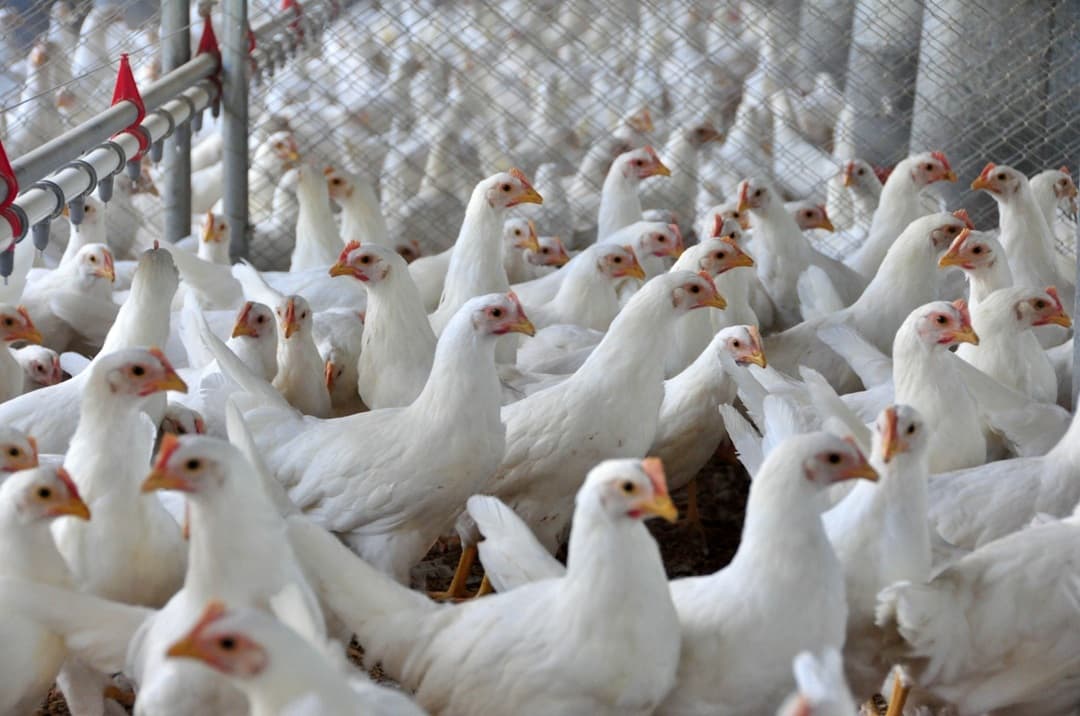 Brasil registra primeiro caso de gripe aviária em granja comercial