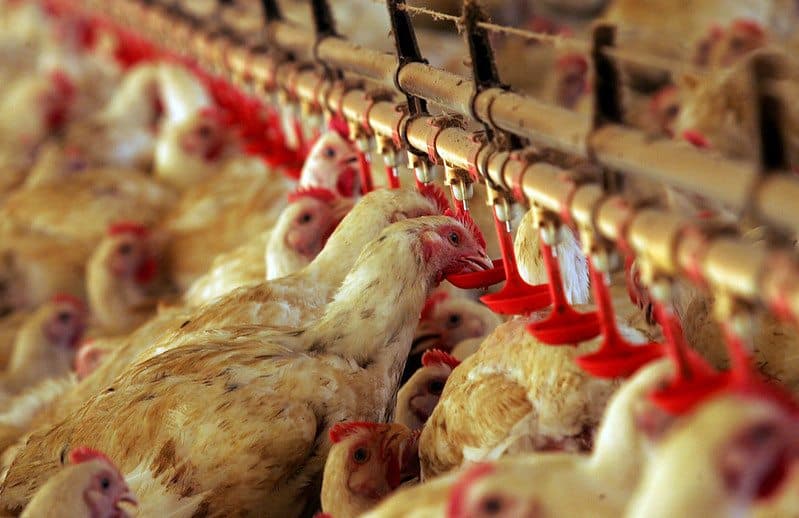 Exportações de frango do Brasil à China são suspensas por 60 dias