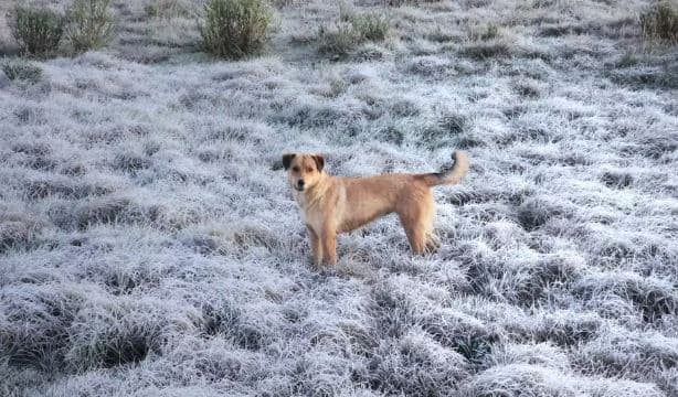 Frio intenso traz de volta temperaturas perto de 0°C