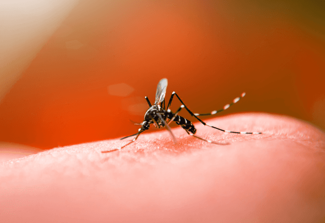 Dengue em alta em SC: 181 cidades estão infestadas e casos continuam a crescer