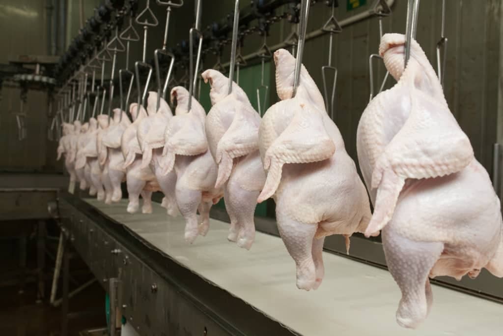 Após controle da gripe aviária, 17 países retiram restrições à carne de frango brasileira