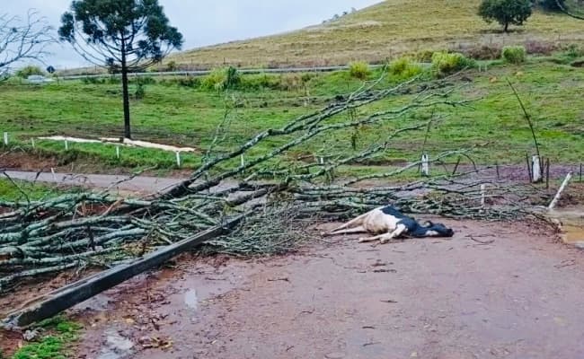 Vendaval devasta propriedade rural: novilhas morrem