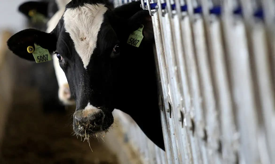 Décadas de combate à febre aftosa levam Brasil a reconhecimento internacional