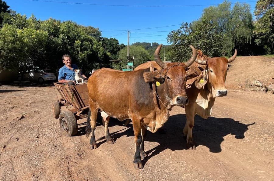 Agricultor conduzindo carroça (Foto: Henrique Paulo Koch)