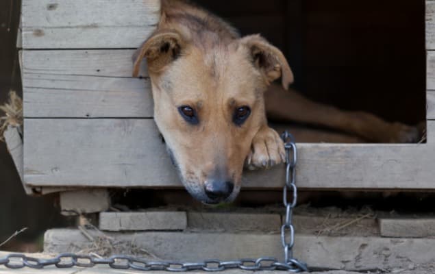 Projeto torna crime manter animais presos permanentemente em correntes
