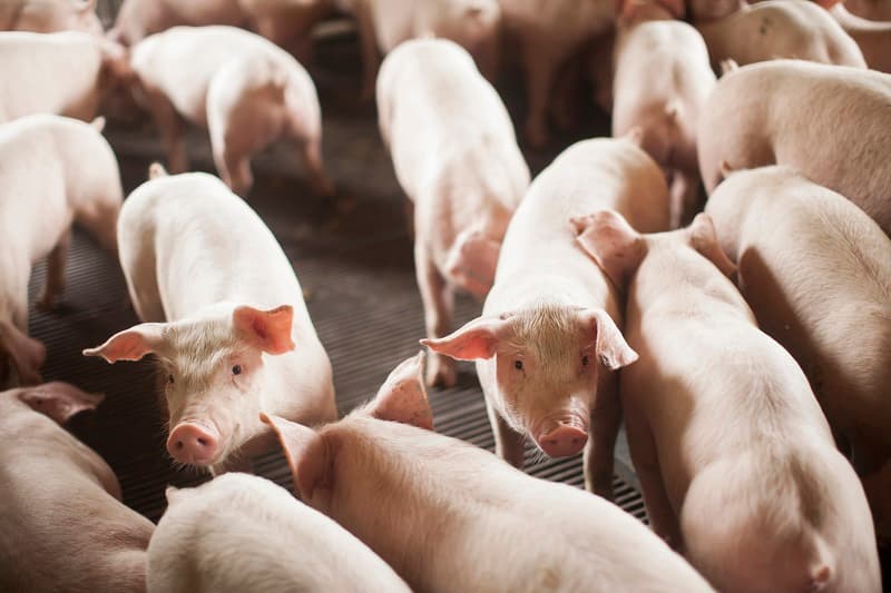 SC bate recorde histórico nas exportações de carne suína