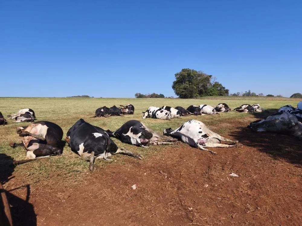 Vaca morde tomada matando 32 animais eletrocutados; VÍDEO
