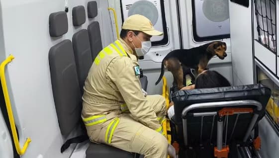 Doguinho fica de guarda da dona ferida dentro de ambulância
