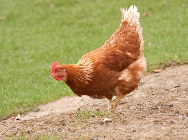 Galinha no interior de Chapecó tem suspeita de possuir gripe aviária