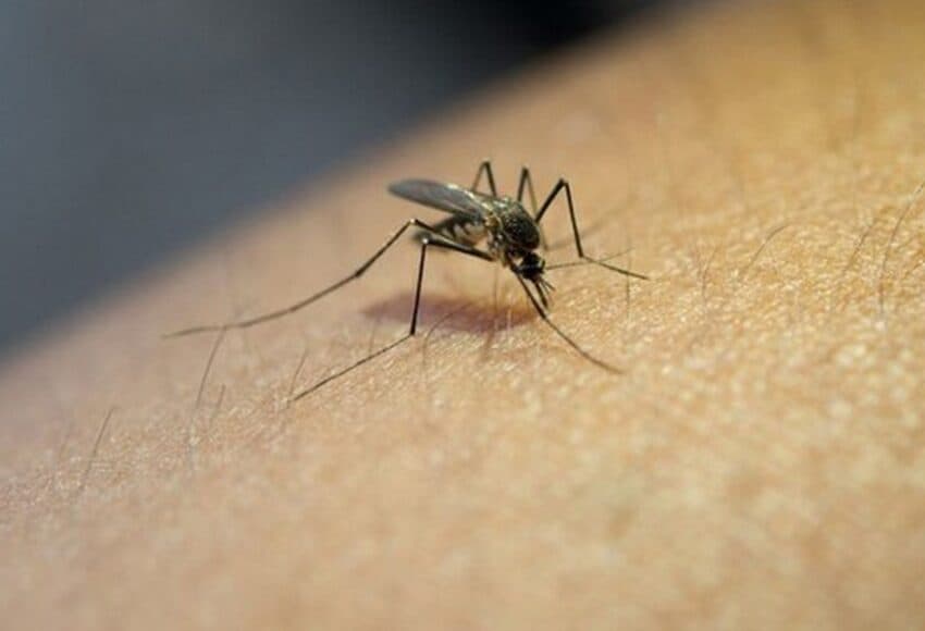 Pinhalzinho registra 128 casos confirmados de Dengue em 2025