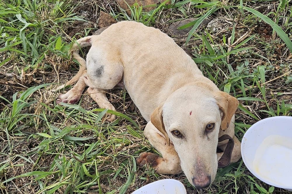 Depois de 48 horas em vala, cachorro precisa da solidariedade