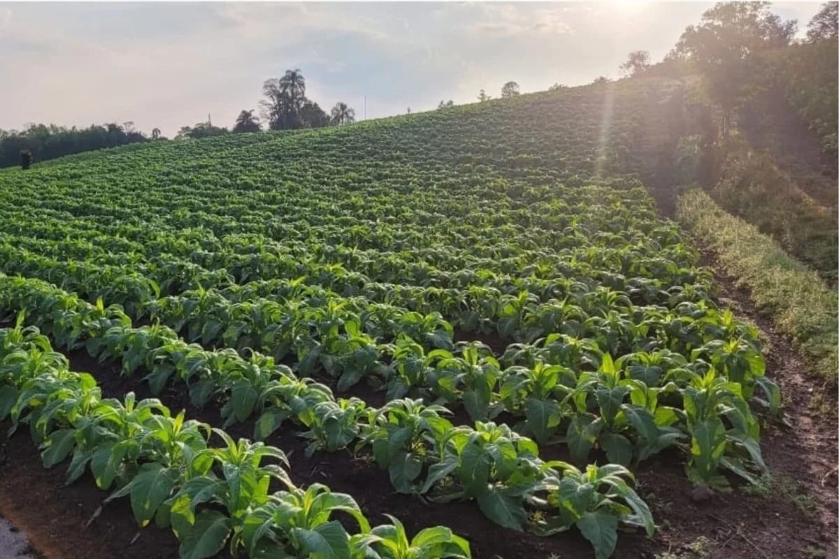 Governo de SC reativa Câmara Setorial do Tabaco para fortalecer diálogo com produtores