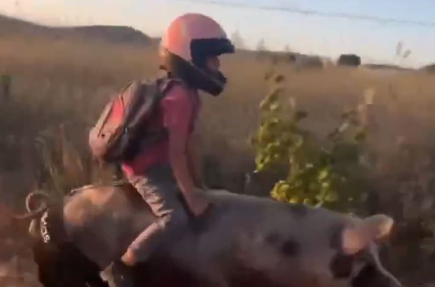 Porca de shorts leva criança para passear; Veja!