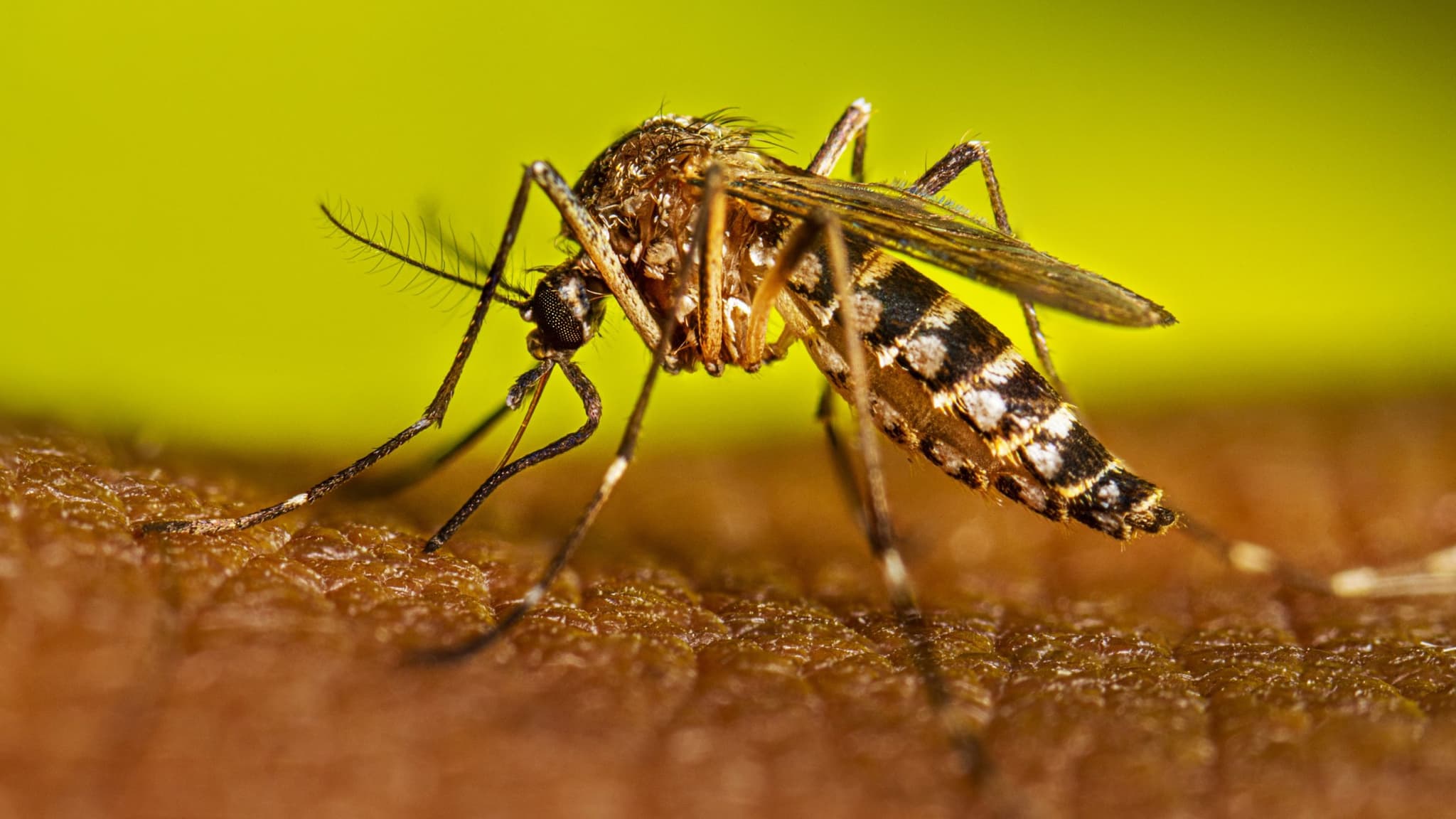 Mesmo no outono, dengue e chikungunya avançam em SC
