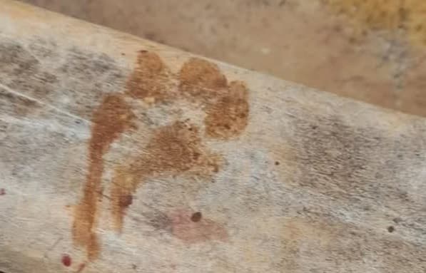 Felino à solta? ataque intriga comunidade de cidade gaúcha