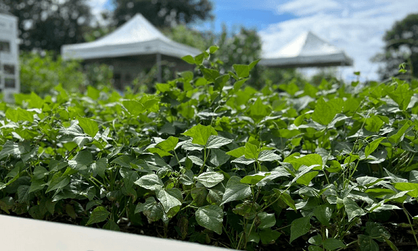 Epagri lança feijão de alta produtividade