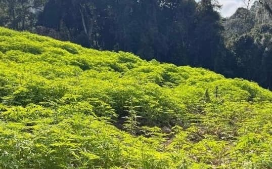 Plantação de maconha brotava como capim em Santa Catarina