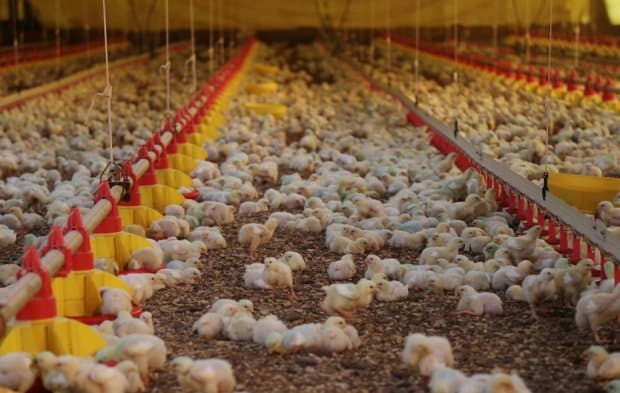  Recorde históric: SC exportou 328,6 mil toneladas de carnes no primeiro bimestre de 2025 