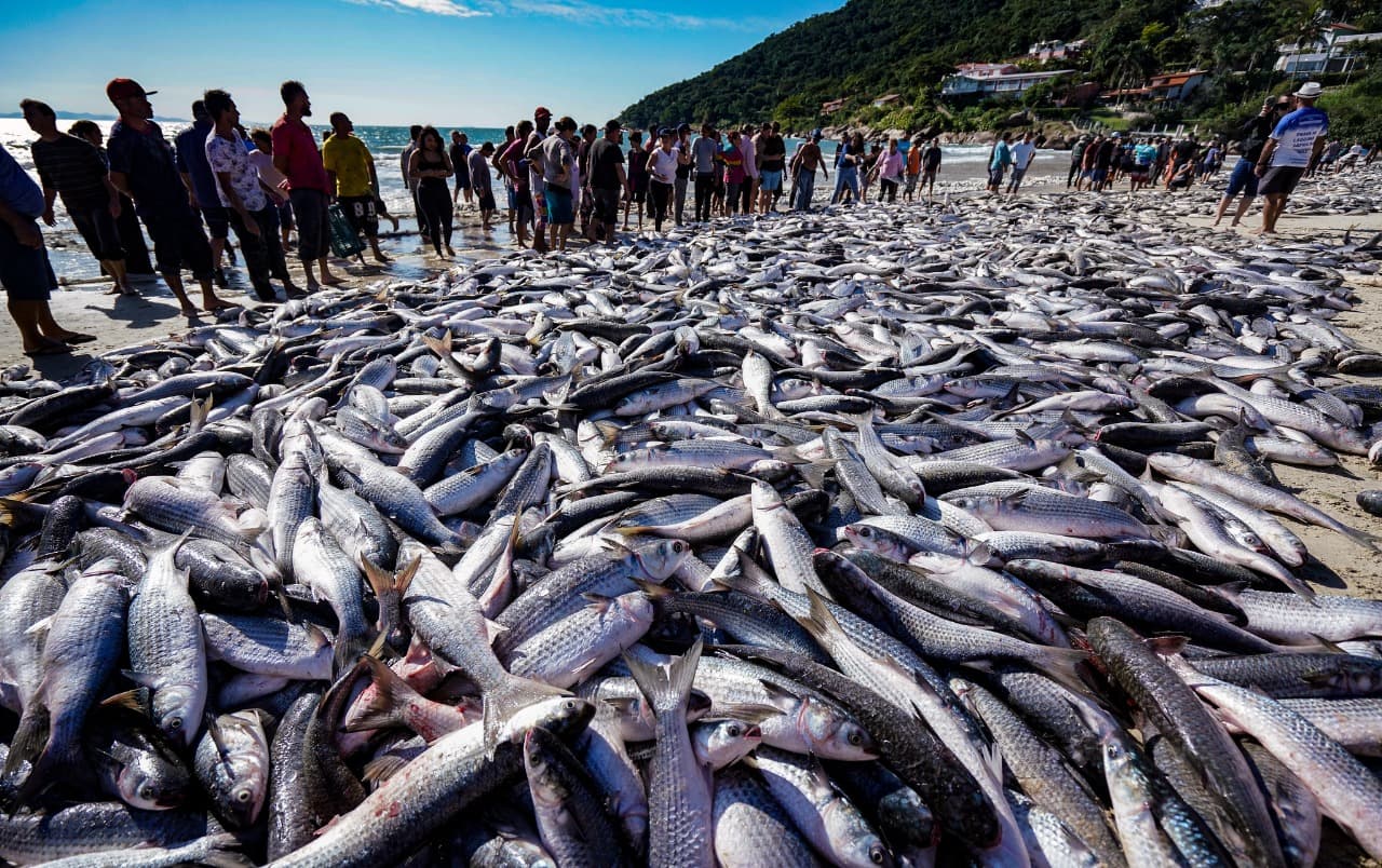 Governo Federal limita em 825 toneladas a pesca de praia da tainha