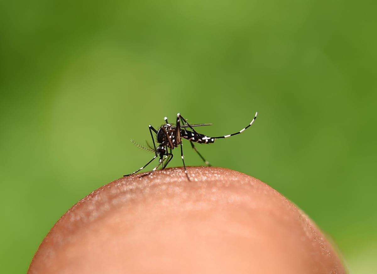 Mais quatro casos de dengue são confirmados em Pinhalzinho