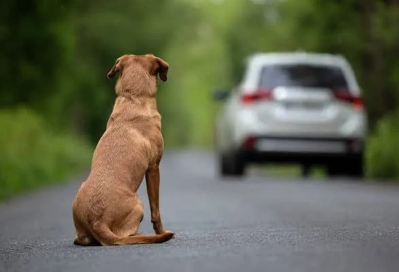 Abandono de animais com carro pode suspender CNH por até 18 meses