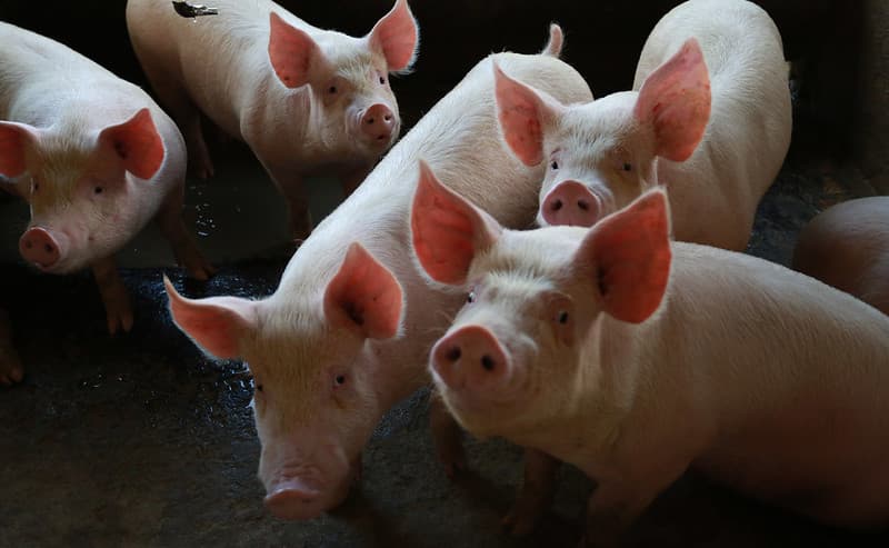 Produção forte e exportações em alta colocam SC entre os líderes do agro nacional