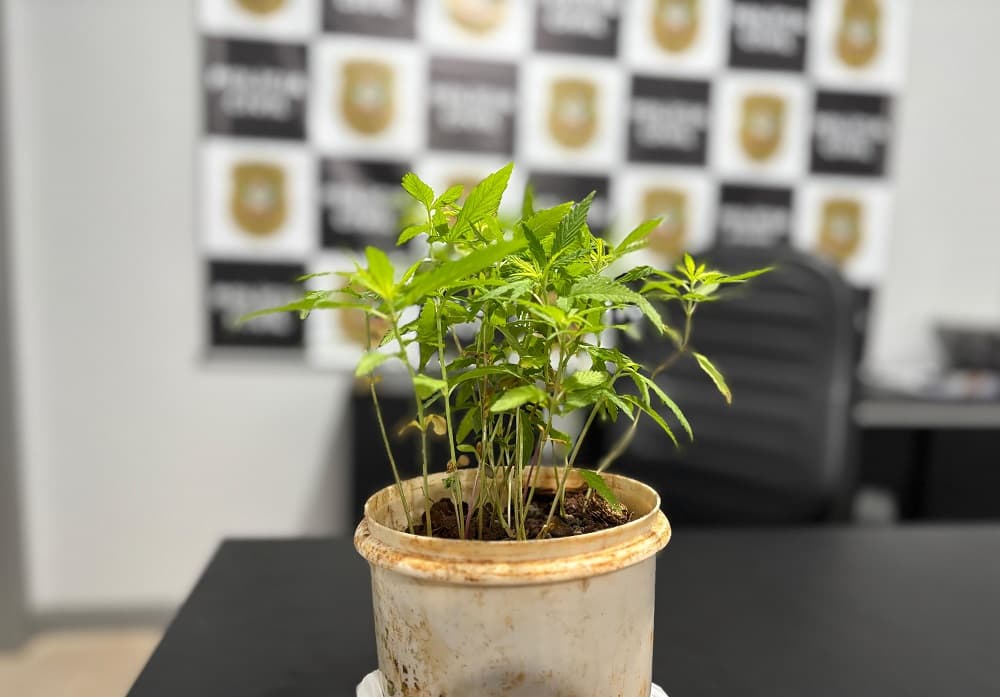 "Mini plantação" de cannabis intriga polícia em Pinhalzinho