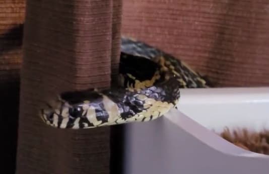 Cobra gigante pega no sono em berço