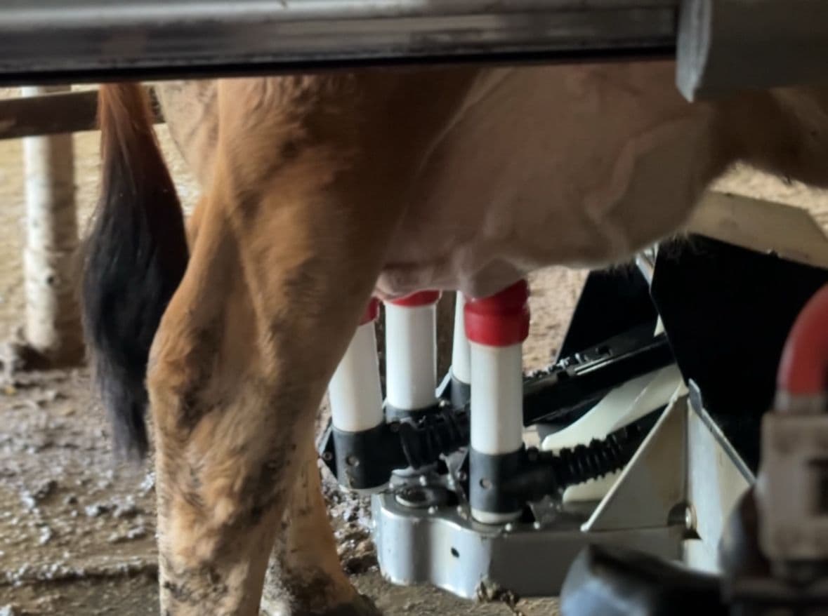 VÍDEO! Família monta laticínio, tiram leite com robô e deixam vacas em "spa"