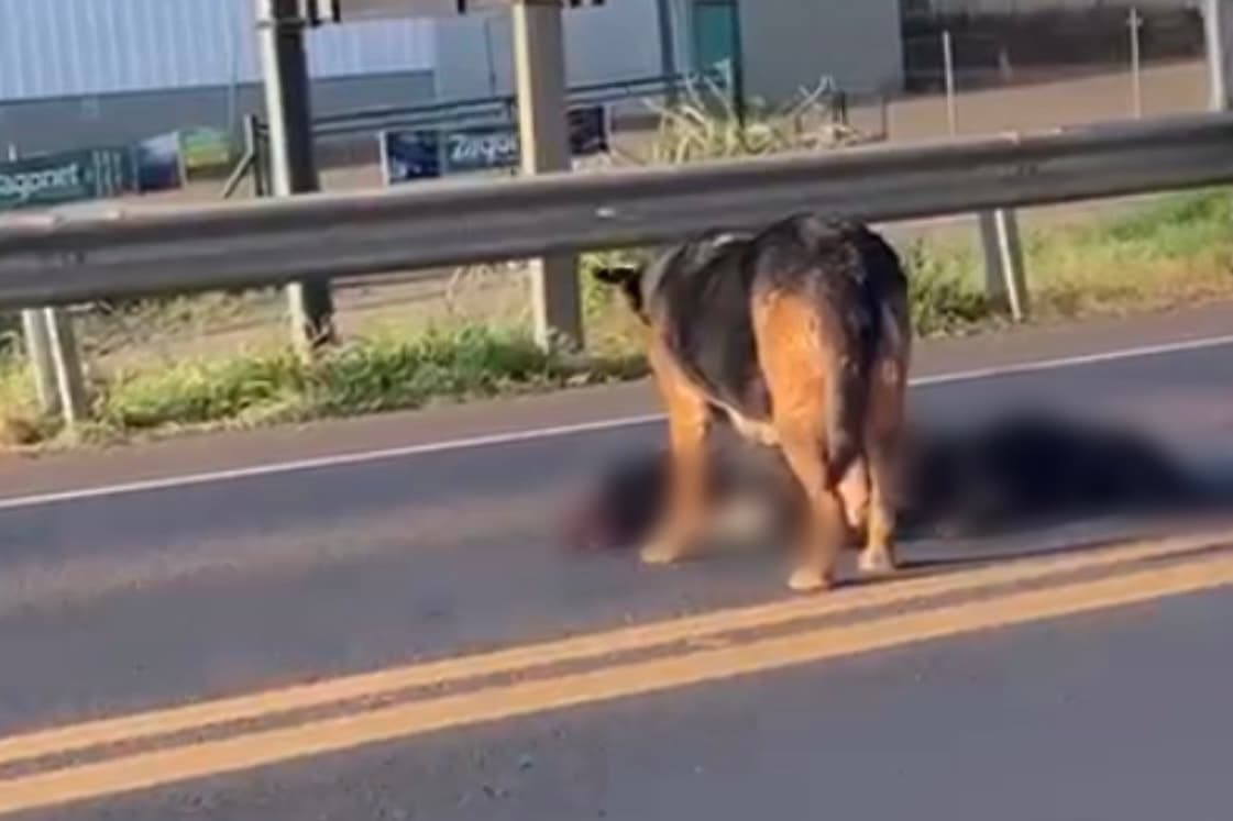 Pastor Alemão permanece 8 horas ao lado de cão morto