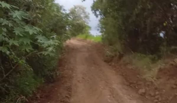 14 picadas de abelhas matam produtor rural em Águas de Chapecó