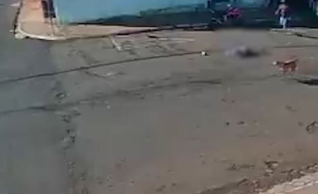Sem querer, cachorro derruba senhorzinho; ele está entubado