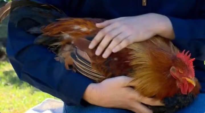 Galinha “vira galo” naturalmente no Rio Grande do Sul 