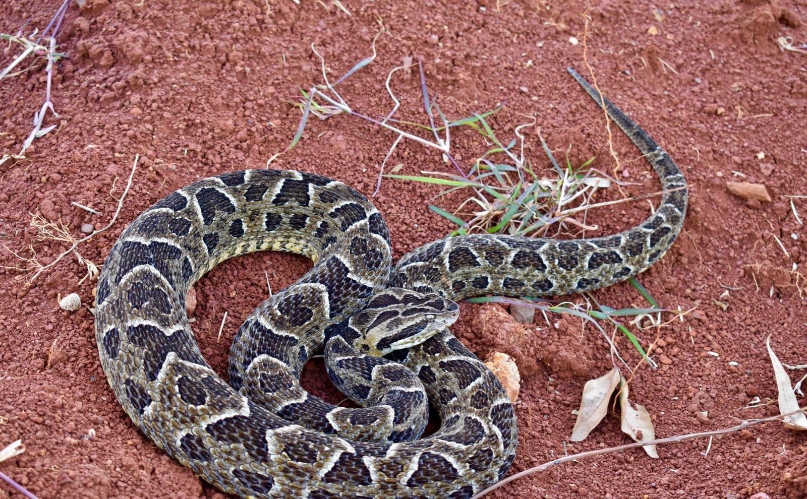 Produtor rural morre depois de levar picada de cobra