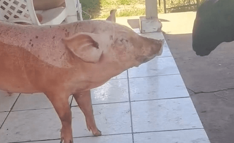 Latido inesperado: porca “imita” cachorros em sítio