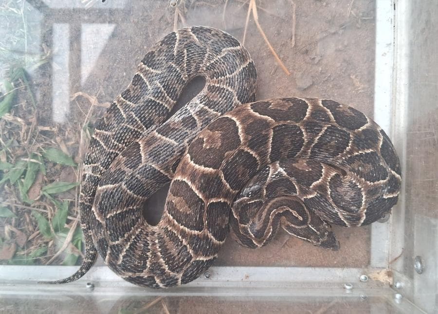 Cobra cruzeira assusta pelo tamanho (Foto: Divulgação / Prefeitura de São Leopoldo)