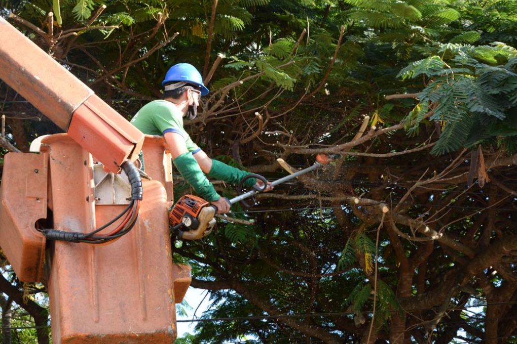 Força-tarefa de poda de árvores começa em maio em Pinhalzinho
