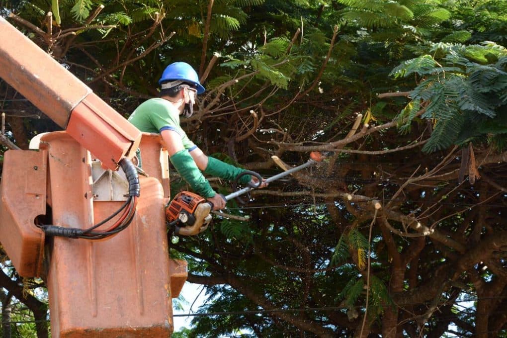 Força-tarefa de poda de árvores começa em maio em Pinhalzinho