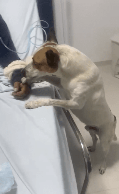 Lealdade de animal (Foto por Divulgação)
