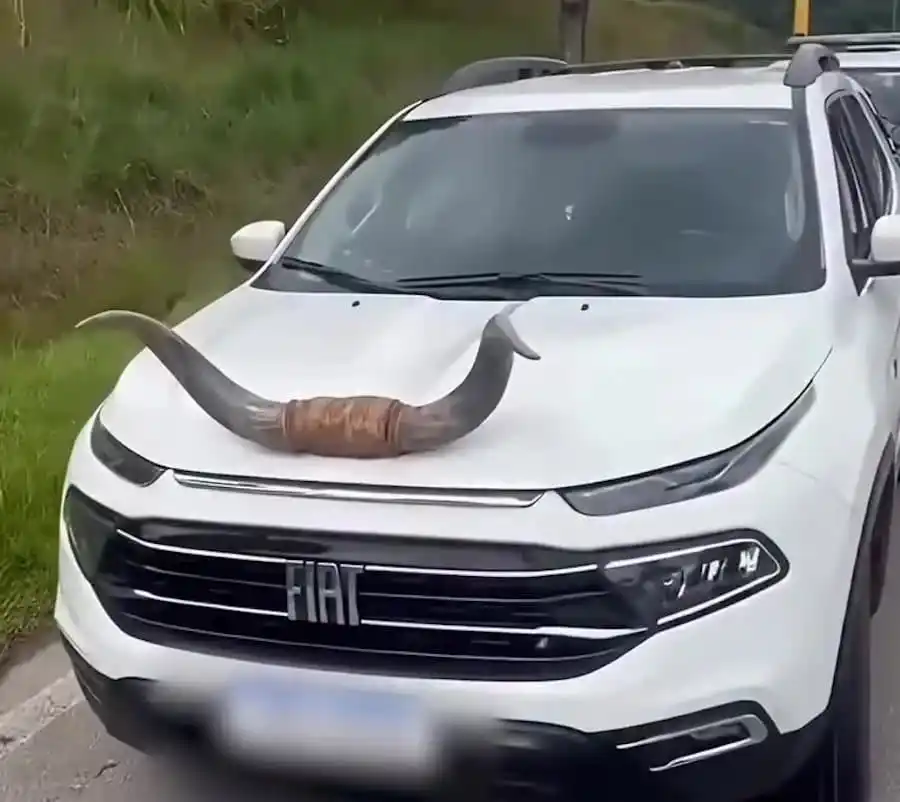 Fiat "Touro" é parada usando chifre no capô em Santa Catarina