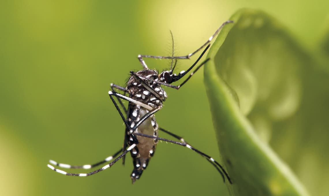 Pinhalzinho confirma novos casos de dengue e reforça ações de combate