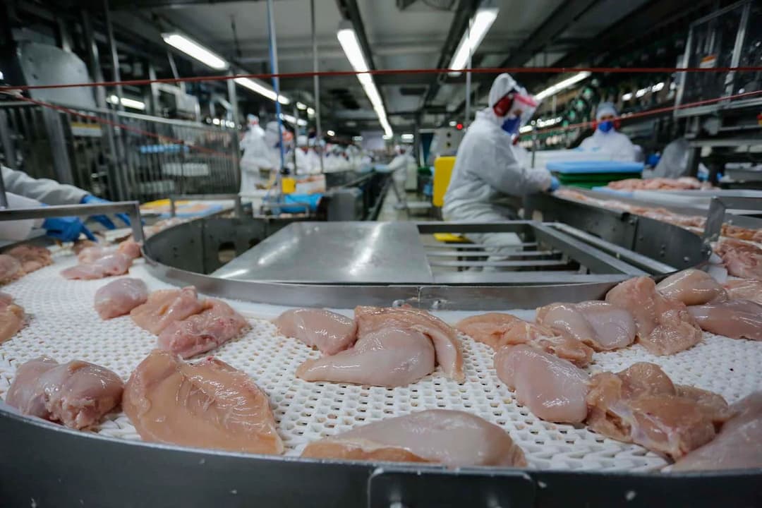 Com 543 mil toneladas embarcadas, SC alcança maior receita da história no setor avícola