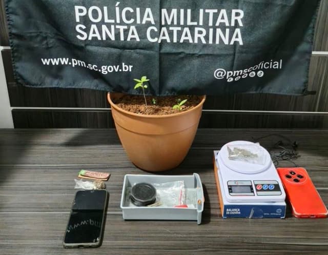 Polícia Militar localiza plantas de maconha em Pinhalzinho