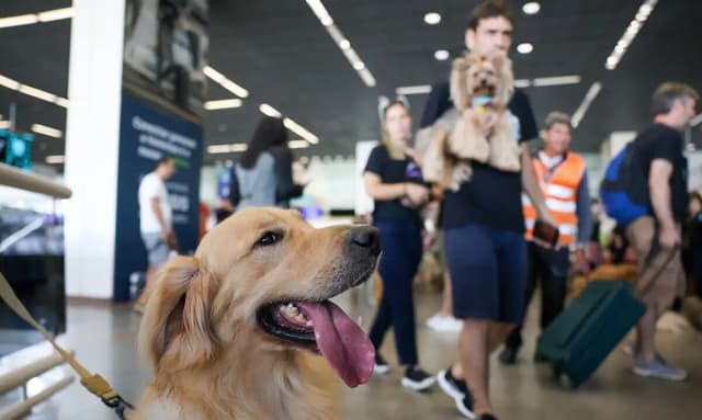 Senado aprova Lei Joca e abre caminho para pets de até 50 kg viajarem na cabine de aviões