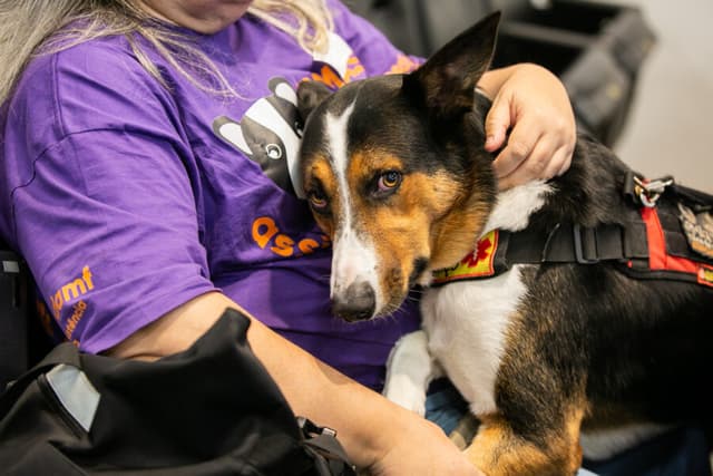 Projeto na Alesc propõe rede de acolhimento para pets de pacientes internados em hospitais