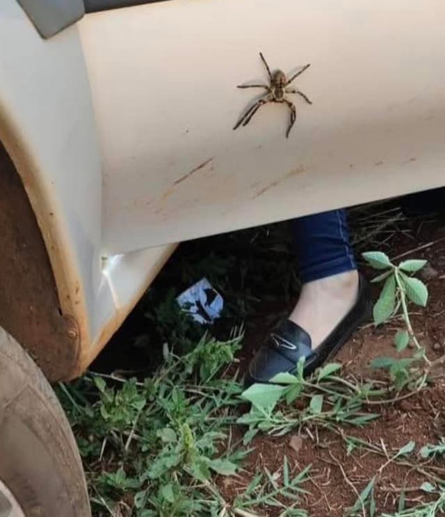 Motorista abre a porta do carro ao ver aranha e bate em poste
