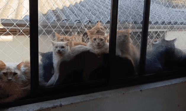 Caso de 400 gatos debilitados em apartamento começou há mais de 10 anos